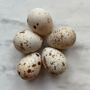 Californian Quail Hatching Eggs