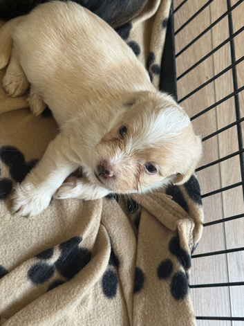 Beautiful f1 jackapoo puppies for sale