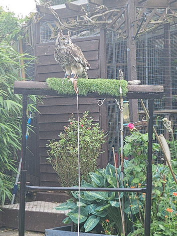 Eagle owl want friendly 5/6 years old