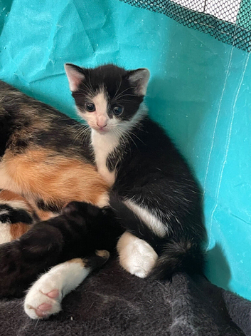 Kitten