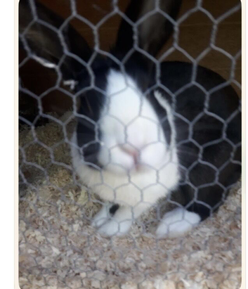 Dutch male rabbit