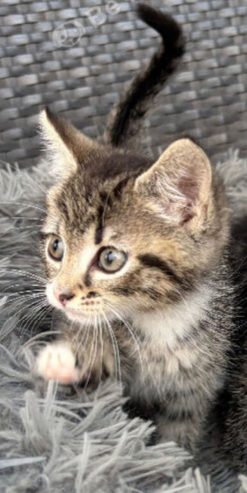 Lovely Tabby Girl