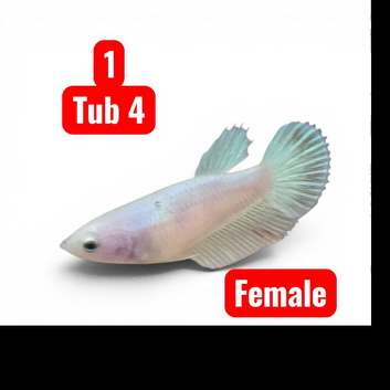 Betta fish