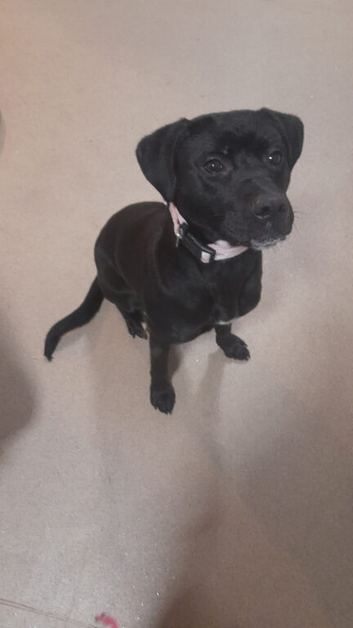 3yo Female Lab x Staff