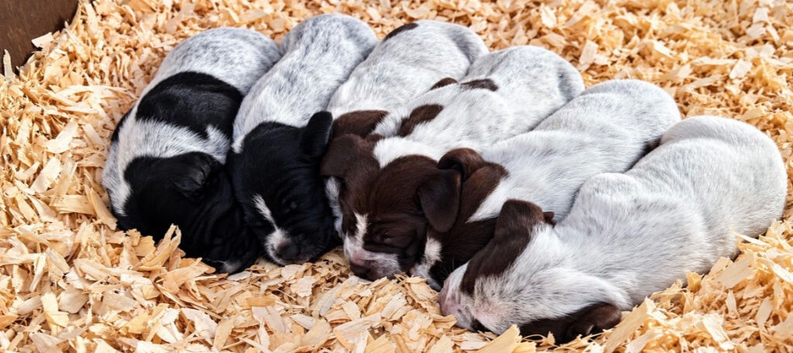 German Shorthaired Pointer Cross