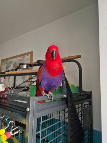 7  and half month old female eclectus parrot