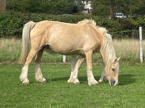 14.2 palomino ride and drive