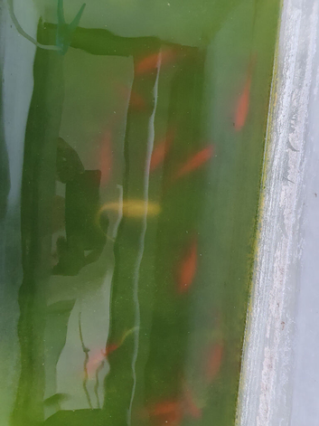 Young goldfish