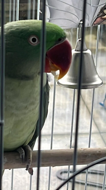 Female alexandrine with dna testing