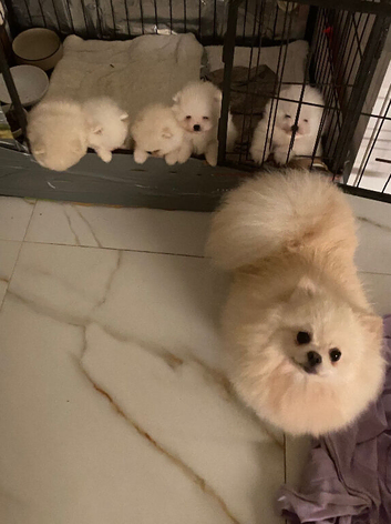 Beautiful Snow White Pomeranian puppies