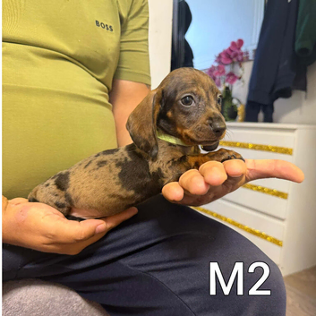 Miniature Dachshund