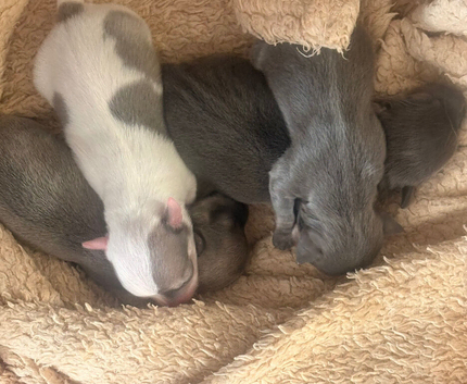 XXS pedigree Chihuahua puppies blue/lilac/parti colours