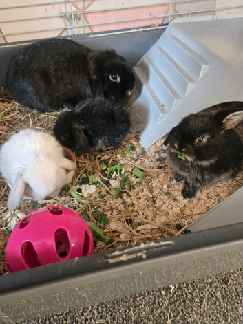 4 baby mini lop rabbits for sale