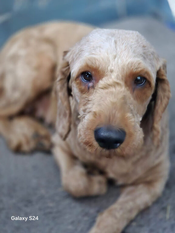 Name is Bella