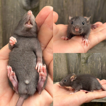 Fat Tailed Gerbil