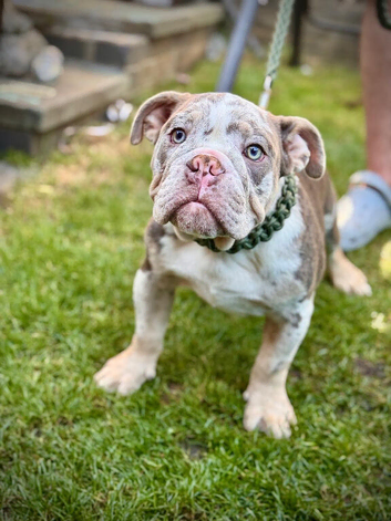 English bulldog puppies
