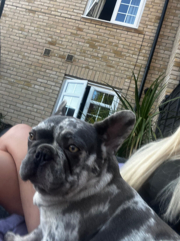 French bulldog 4years old