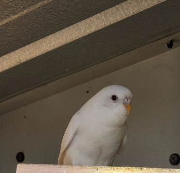 Baby Budgies for sale