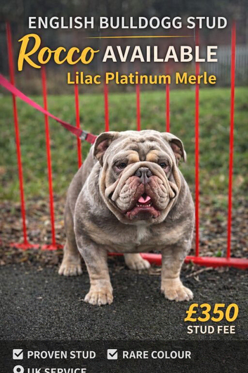 Rocco for stud