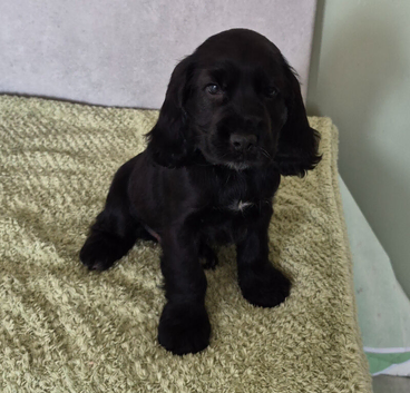 Stunning cocker spaniel puppies