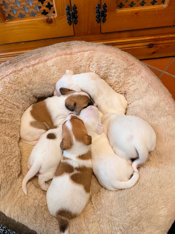Mini jack russell puppies