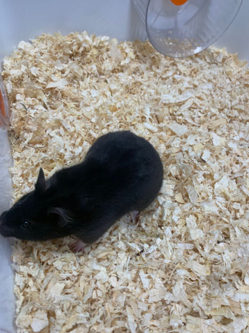 2 syrian hamsters male and female