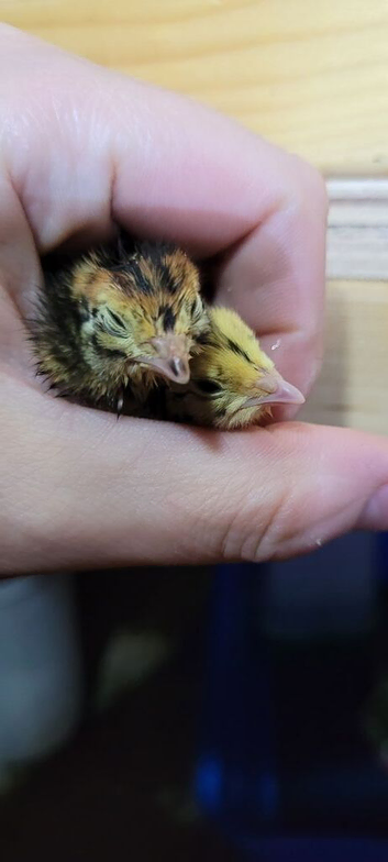 Day old quail chicks