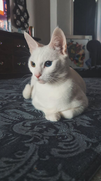 Kittens for sale