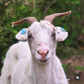 3 goats for sale