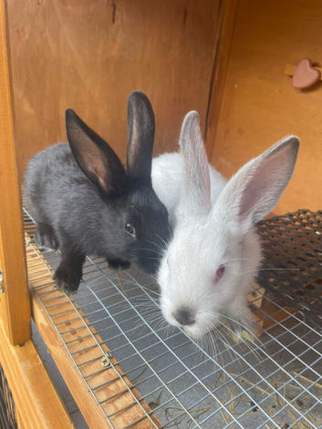 Baby rabbits