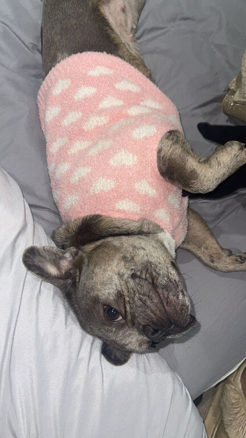 French bulldog