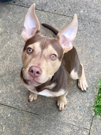 Male bully mix