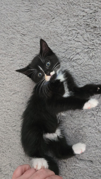 Little boy looking for a forever home