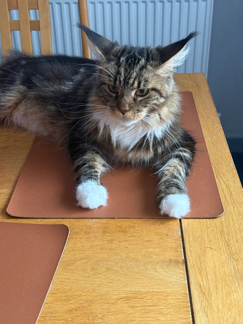 Maine coon