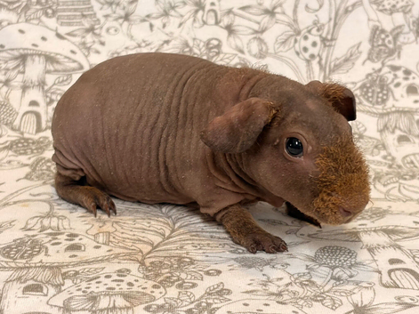 Skinny pig baby boy