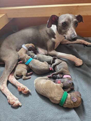 Beautiful italian-greyhound puppies
