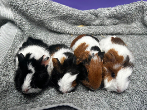 Baby guinea pigs ready to reserve