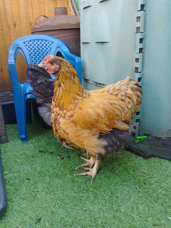 Buff Orpington cross young chickens