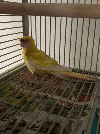 Baby Redrump parakeet