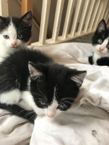 3 kittens for sale