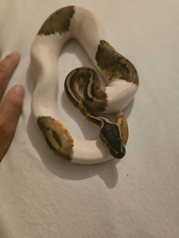 pastel pied ph ultramel clown