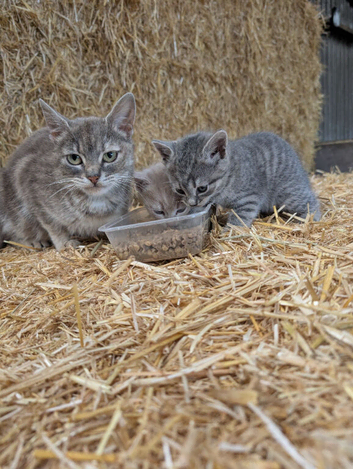 2 x Male Kittens (Fawn tabby)
