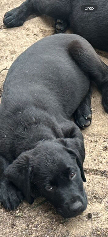 Labrador x Rottweiler