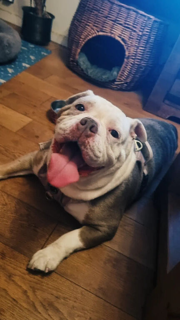 Old tyme bulldog girl