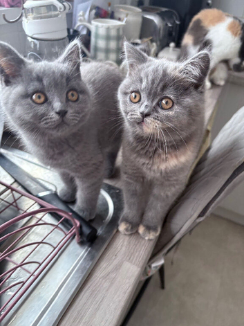 Stunning blue cream bsh kitten