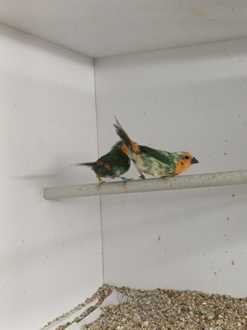 Pied sea green parrot finches