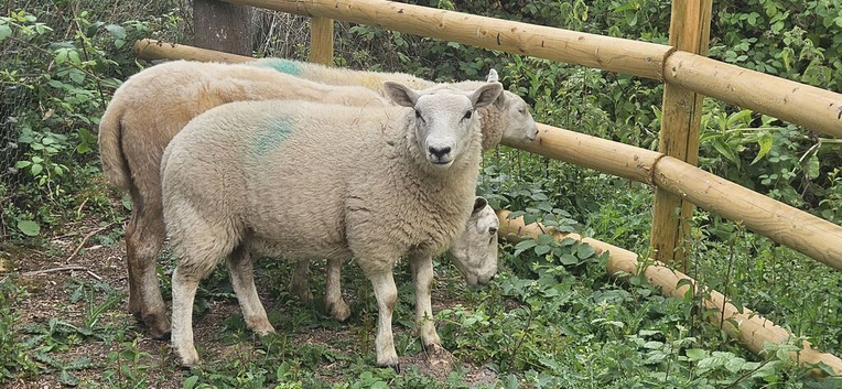 Welsh cross blue texel weather