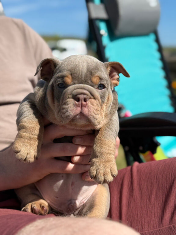 KC English bulldogs