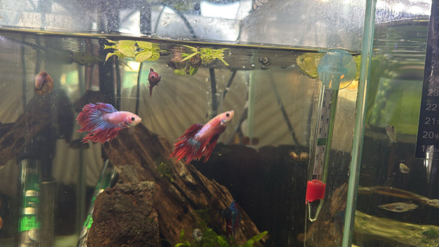 Crown tail male fighters
