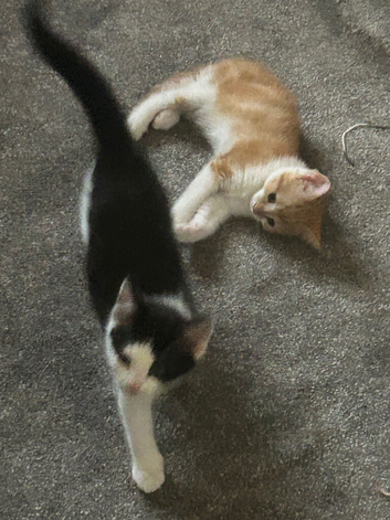 Two beautiful boys available